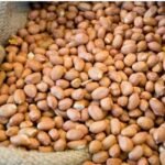 Raw Peanuts Kernel