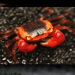 Red Apple Crab
