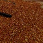 Red Broom Corn Millet