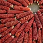 Red Maize Red Corn Maize For Sale