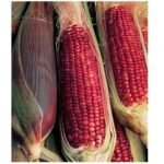 Red Maize Red Corn Maize For Sale
