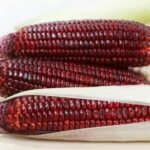 Red Maize Red Corn Maize For Sale