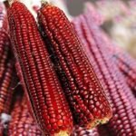 Red Maize Red Corn Maize For Sale