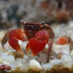Red Crab