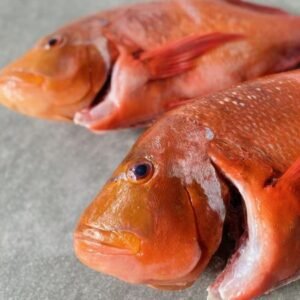 Red Roman Fish