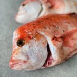 Red Stumpnose