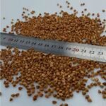Roasted Buckwheat Kernels