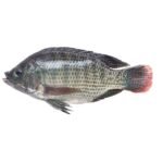 Tilapia Fish Tilapia Wholesale Suppliers