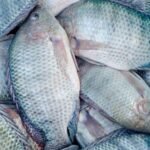 Tilapia Wholesale Suppliers