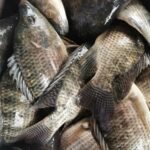Tilapia Wholesale Suppliers