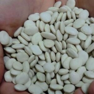 Top Quality Lima Beans