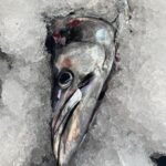 Traditional West Coast Snoek