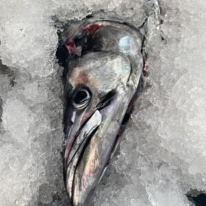 Traditional West Coast Snoek
