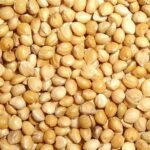 White Broom Corn Millet