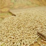 White Broom Corn Millet