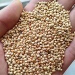White Broom Corn Millet