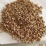 Whole Coriander Seeds