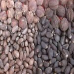 Wholesale Price Jatropha Seeds