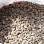 Wholesale Price Jatropha Seeds