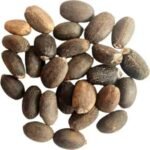 Wholesale Price Jatropha Seeds