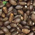 Wholesale Price Jatropha Seeds