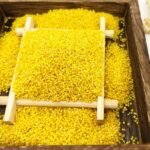 Yellow Broom Corn Millet