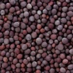 Yellow Mustard Seeds Black Mustard Seeds White Mustard Seeds Yellow Mustard Seeds Black Mustard Seeds