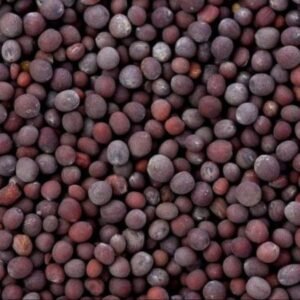 Yellow Mustard Seeds Black Mustard Seeds White Mustard Seeds Yellow Mustard Seeds Black Mustard Seeds