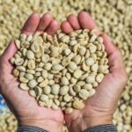 Ethiopian Yirgacheffe Yirgacheffe Washed Coffee