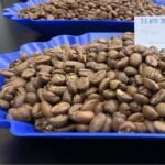 Yirgacheffe Washed Coffee