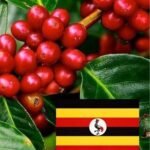 Uganda Robusta Coffee Beans