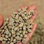 Uganda Robusta Coffee Beans