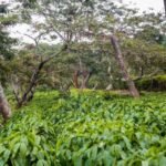 Unroasted Uganda AA Coffee Beans