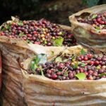 Unroasted Uganda AA Coffee Beans