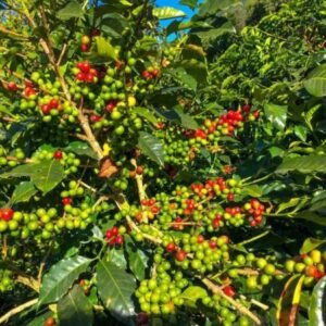 Unroasted Uganda AA Coffee Beans