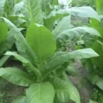 Virginia Tobacco Leaves