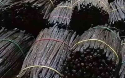 A Complete Guide to Different Types of Vanilla Pods and Their Uses